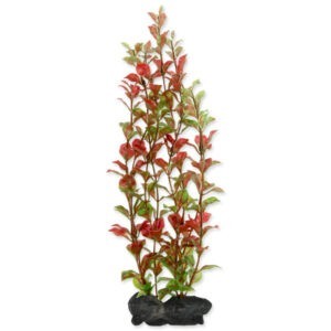 Rostlina Tetra Red Ludwigia L 30cm